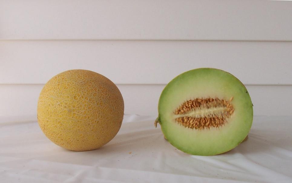 Galia Melons Galia Max 37,927 lbs/a (1) 6,223 melons/a (10) Mean Weight: 6.09 lbs (8) Soluble Solids: 9.9% (24) Siegers Arava 33,533 lbs/a (2) 7,260 melons/a (7) Mean Weight: 4.
