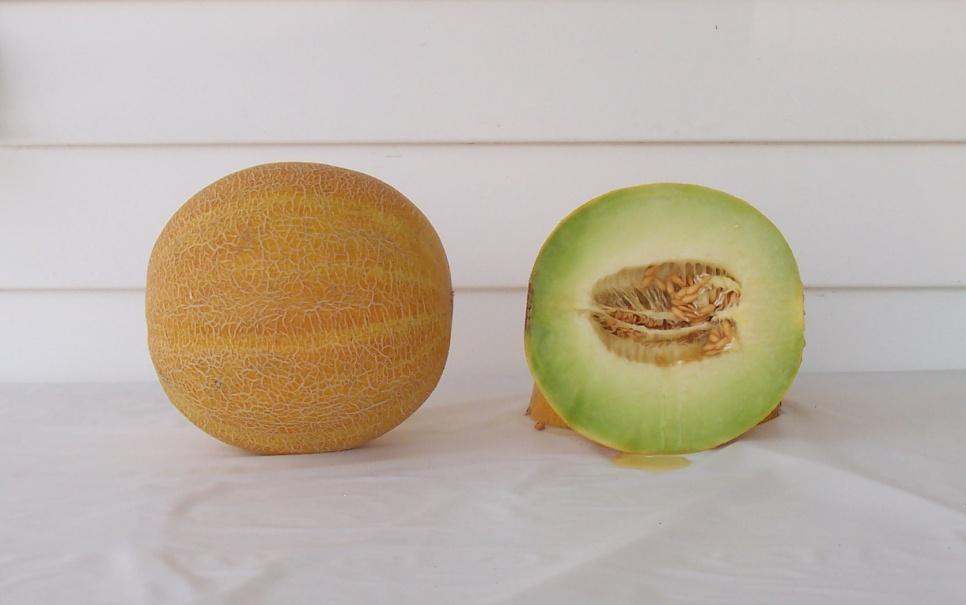 Galia Melons HSR 4402 29,863 lbs/a (8) 7,398 melons/a (6) Mean Weight: 4.03 lbs (17) Soluble Solids: 15.