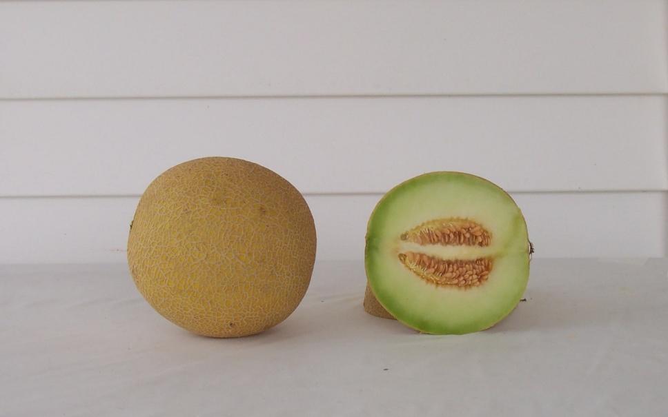 11 lbs (11) Soluble Solids: 10.9% (20) Siegers Merak 29,297 lbs/a (11) 7,191 melons/a (8) Mean Weight: 4.