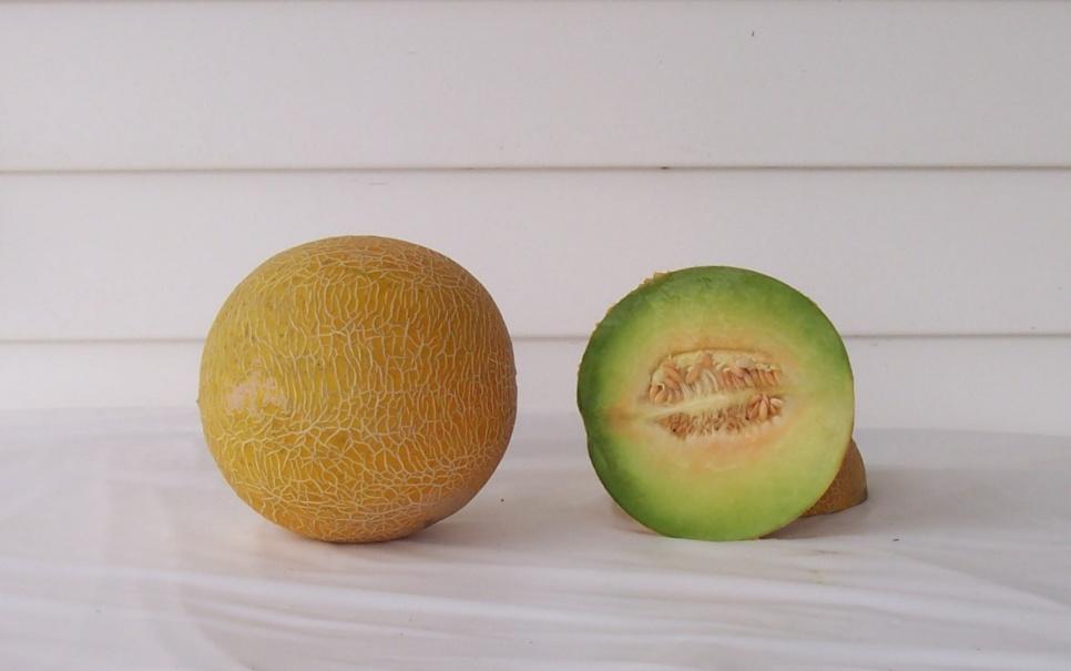 Galia Melons Estoril 21,660 lbs/a (20) 7,952 melons/a (3) Mean Weight: 2.70 lbs (24) Soluble Solids: 12.