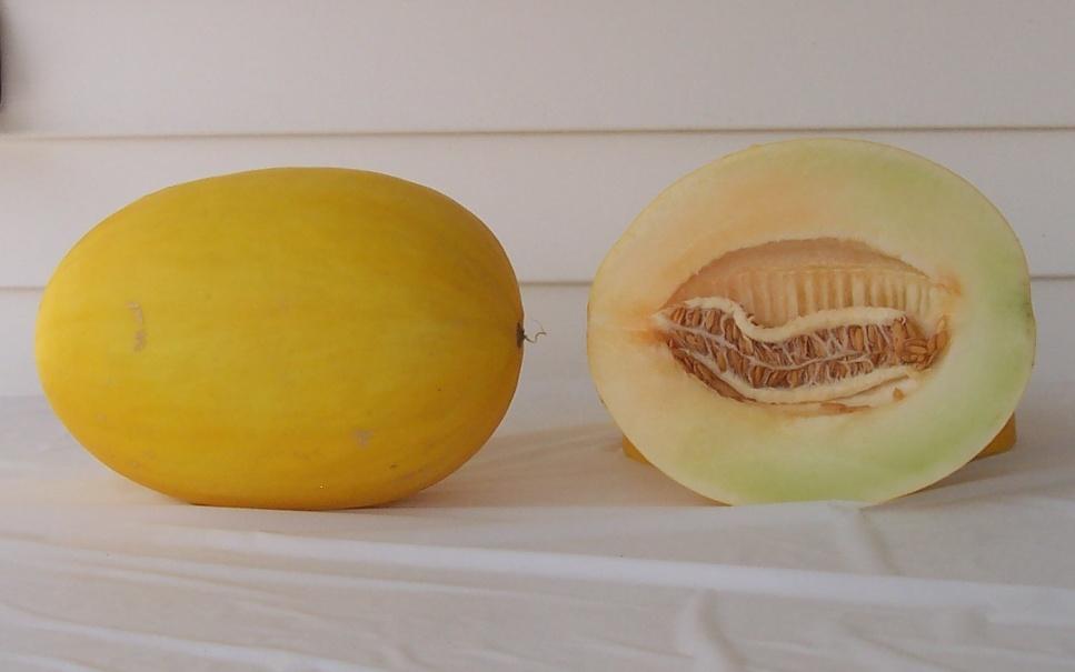 Canary Melons HSR 4325 31,258 lbs/a (5) 4,633 melons/a (19) Mean Weight: 6.