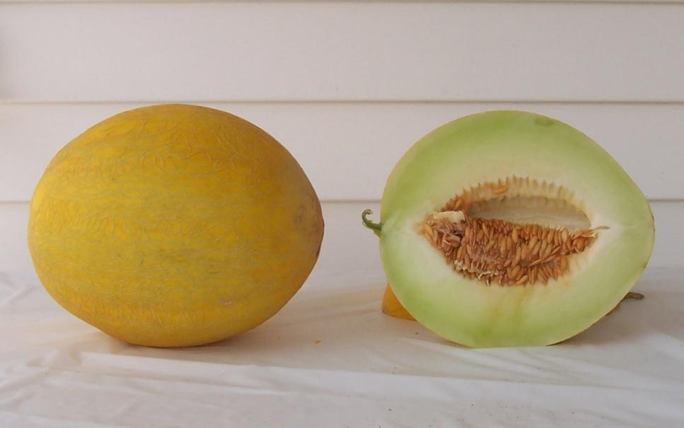 0% (13) Hollar ACR 1056CN 30,864 lbs/a (6) 4,909 melons/a (18) Mean