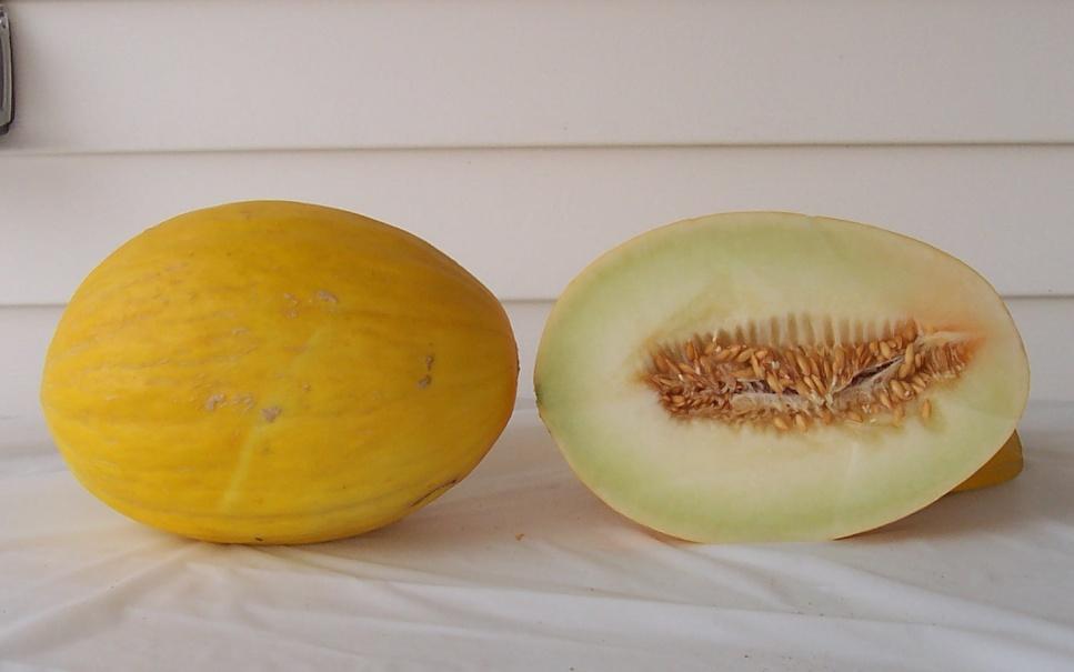 7% (6) Abbott & Cobb SME 6798 28,449 lbs/a (14) 5,532 melons/a (15) Mean