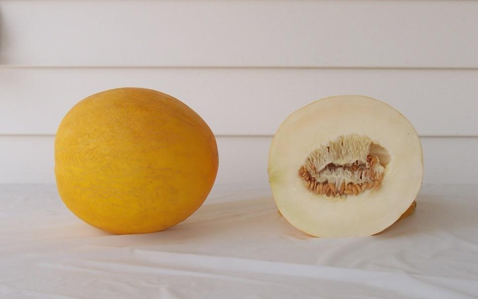 Canary Melons Amy 26,642 lbs/a (16) 6,154 melons/a (11) Mean Weight: 4.33 lbs (15) Soluble Solids: 16.