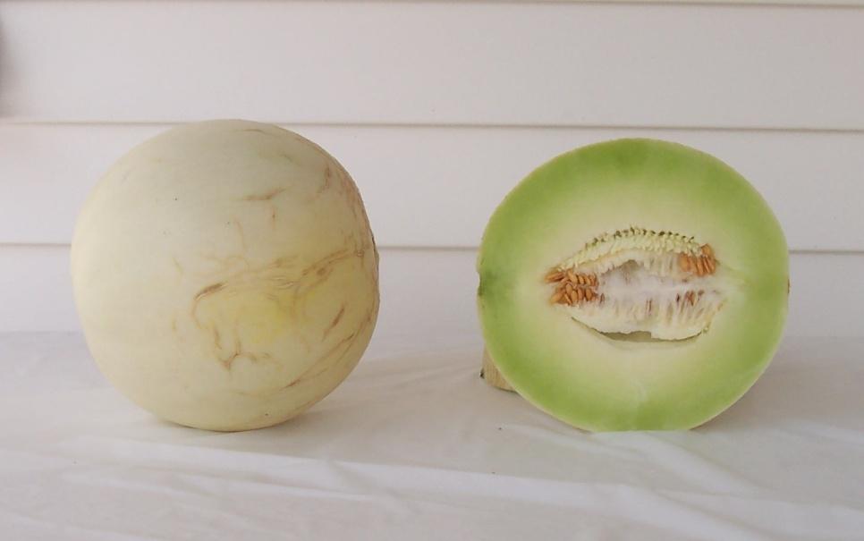 Honeydew Melons HSR 4347 31,607 lbs/a (4) 5,047melons/A (17) Mean Weight: 6.
