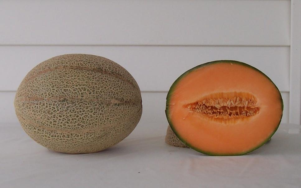 Tuscan Melons XLS #351 21,712 lbs/a (19) 3,595 melons/a (23) Mean Weight: 6.