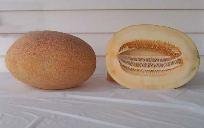 Other Melon Types HSR 4300 30,863 lbs/a (7) 2,835 melons/a (26) Mean Weight: