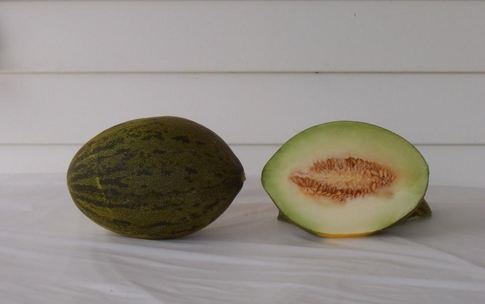 Other Melon Types Lambkin 16,515 lbs/a (26) 4,425 melons/a (20) Mean Weight: 3.70 lbs (21) Soluble Solids: 14.