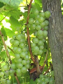 of cultivars Vine health status