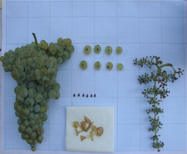 cluster and berry Philometric analyses Grape juice