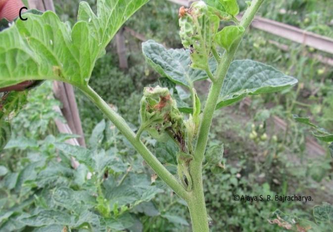 verification of the insect. 2.2 Field Survey Once the pest was identified as South American tomato leaf minor, T.