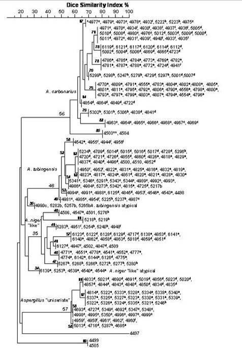 Diagram summarizing the dendrogram of 295 strains Aspergillus Sect Nigri generated by NTSYS software using cluster UPGMA analysis with Dice Similarity Index Three groups showed a well defined