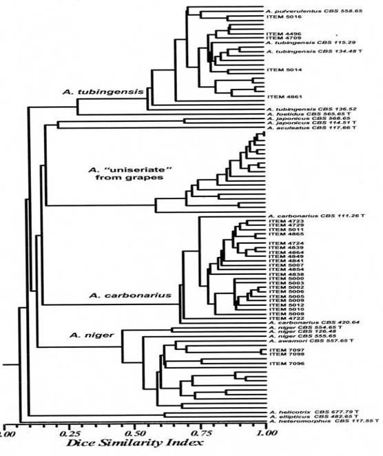 Dendrogram of 94 isolates of Aspergillus section Nigri based on cluster analysis with the AFLP data obtained with four primer pairs generated by NTSYS