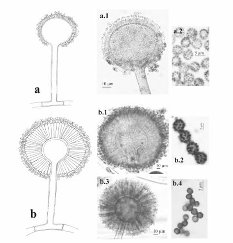 Main common species of the Nigri Section Aspergillus niger is the most frequently reported species in this section. However, species concepts are uncertain in this complex and otfen the name A.