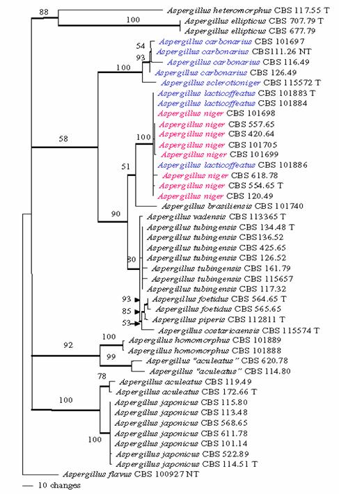 Phylogenetic tree obtained by beta-tubulin sequence analysis by recent revision of the black Aspergilli species (Samson et al.