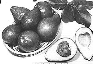 The avocado tree may be erect, usually to 30 ft (9 m) but sometimes to 60 ft (18 m) or more, with a trunk 12 to 24 in (30-60 cm) in diameter, (greater in very old trees) or it may be short and