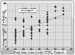 Fig. 3. Intensity correlation between the average weight of a fruit and fruit skin color (2001, 2003, 2004) CONCLUSIONS 1. The highest average fruit weight are phenotypes: 85.4.104 BIII Viorica and 77.