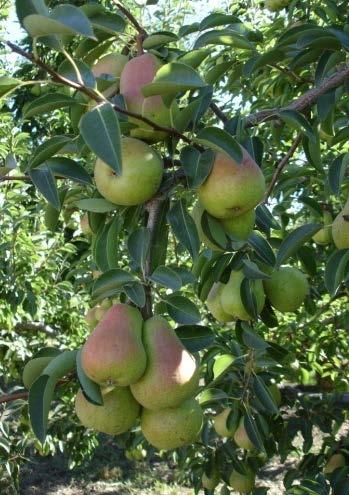Methodology Early-, mid- and late-season Bartlett pears were