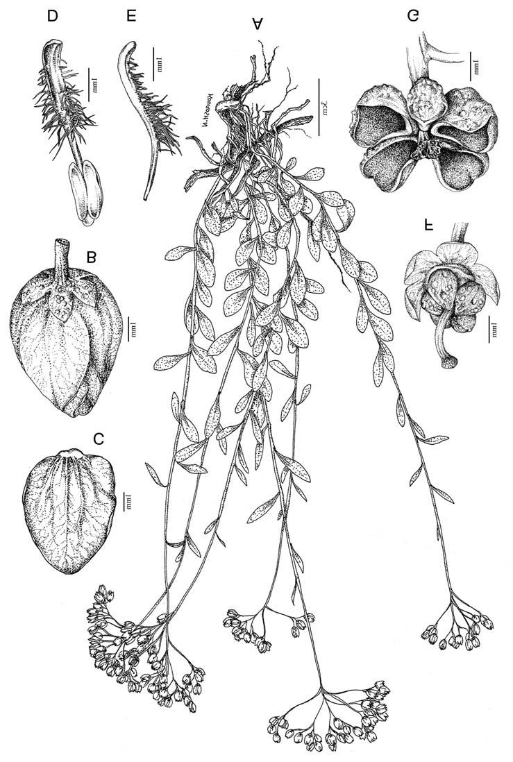 294 Soltani & Khosravi: A new species of Haplophyllum from SW Iran Fig. 1.