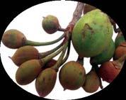 Collection and marketing of mahua seed Harvesting of mahua