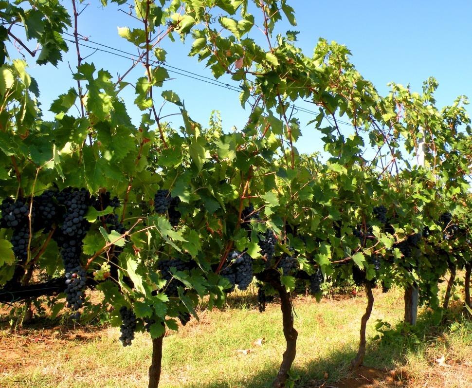 veraison) Grape harvest: