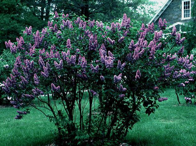 The Clonal Lilac Project: Long-standing Coordinated Phenological Monitoring The common lilac A