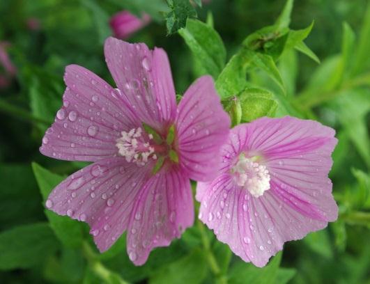 Musk-mallow; mauve musquée Standing up to 1m in height, Musk-mallow has a single terminal flower or clusters, of up to seven white, pink or bluish flowers.