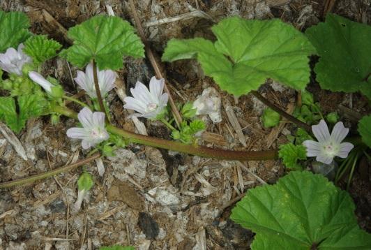 NL to MB, south to MO and NC; west coast. Introduced from Europe. Malva neglecta Wallr. (=M. rotundifolia L. auct. non.