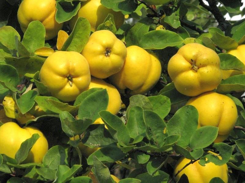 Quince fruits Shipunov (MSU)