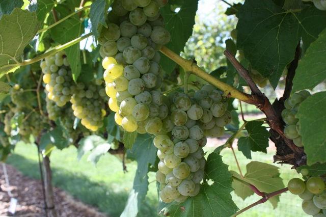 4 Development of wine grapes in the grape variety trials