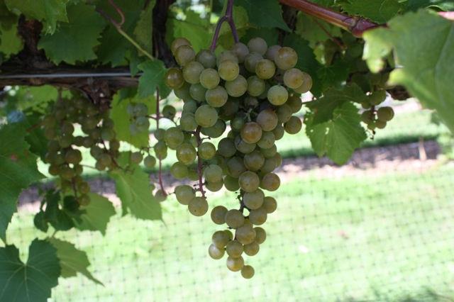 5 Development of wine grapes in the grape variety trials