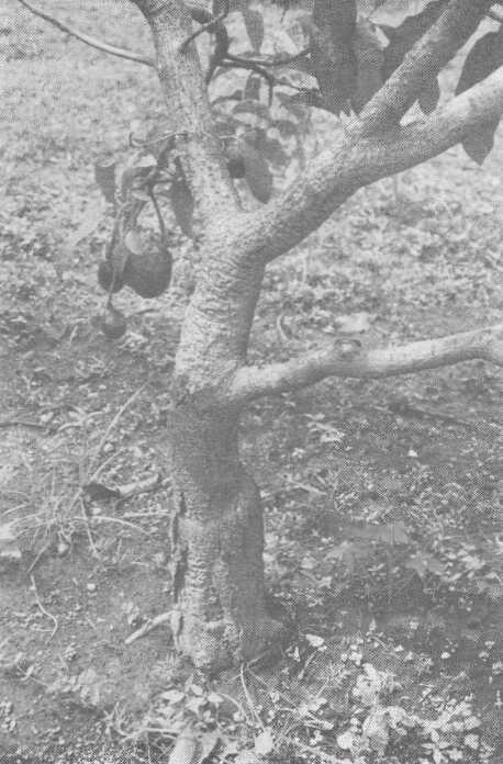Isolations were made by the senior author using small pieces of bark from the active margins of the lesion on the lower trunks of the small trees.