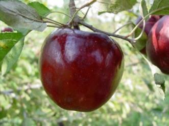 Ruby Jon Sansa Sweet Sixteen A variety of the Jonathan Apple. It originated in New York in 1862. It is an excellent apple for eating fresh and stores well. It is known for its deep maroon skin color.