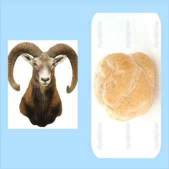 Fun Facts The Latin name Cicer arietinum means small ram as the shape of the seed may resemble a rams head.