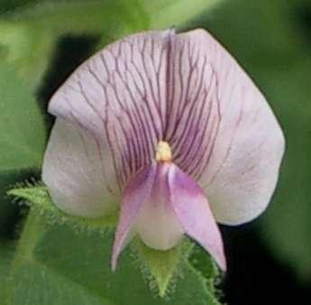 Morphology Herbaceous annual plant, similar to a small shrub Flowers are white with blue, violet or pink veins and are bisexual Self-pollinated Fruits are a legume Roots are classified as a