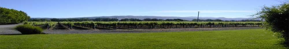 Rutherford Estate Purchased and planted in 1985 56 acres with 35 vine acres Home of the winery and Hospitality Center Located on the famous