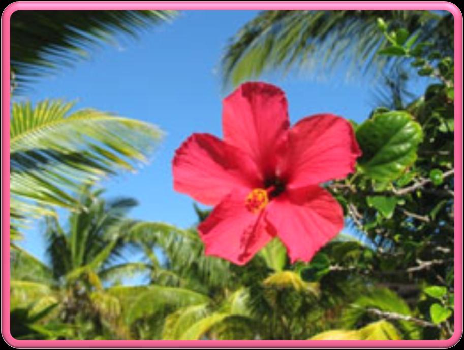 Hawaiian Breeze Hawaiian Breeze Fragrance is a tropical outdoor blend with fruity notes of