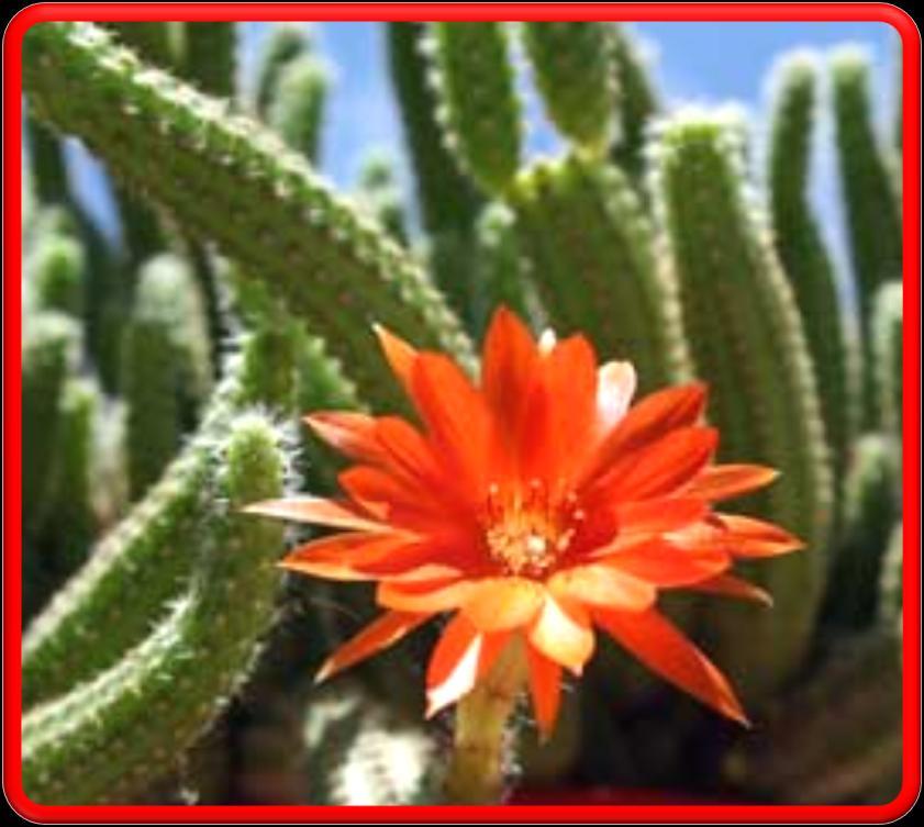 Texas Barrel Cactus Fragrance smells of the Texan dry heat that beats upon bundles of Petitgrain & Blue Lavender intertwined by Hyacinth & Agave creating the Succulent Cactus Plant found in a