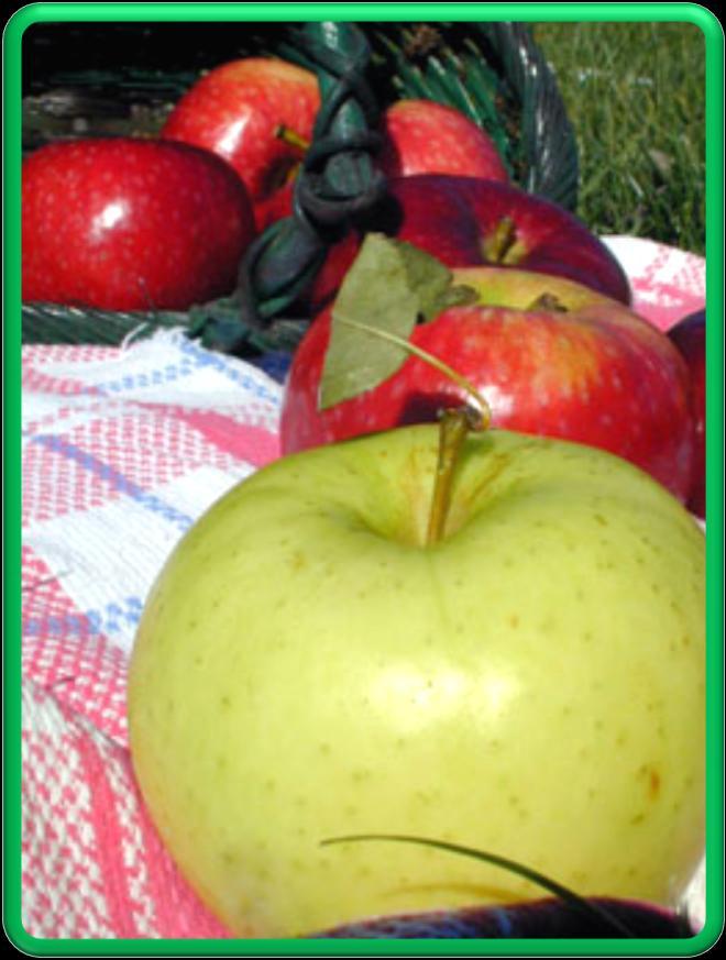 Country Apple Fragrance is a very nice complex fragrance which begins with top notes of pineapple, jasmine, and