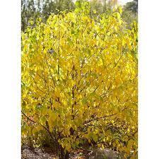 (8-12 x 8-12 ) Speckled bark, medium green leaves with early yellow