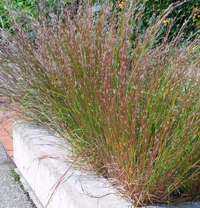 (24-36 x 18-24 ) Copper red seed hang from stems in summer and fall.