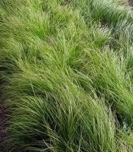 Grass Prairie Dropseed (4-6 x 2-3 ) Clump forming grass prefers moist