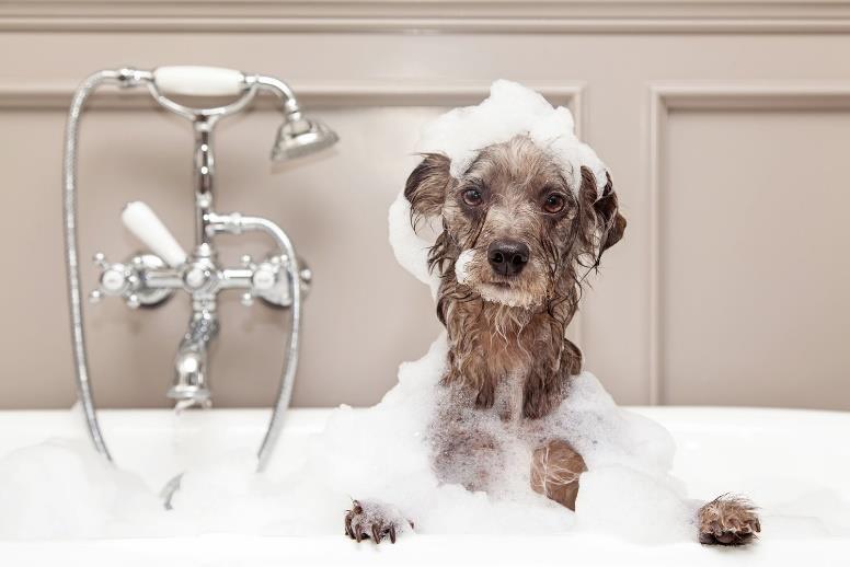 Treat Yourself and Your Pup Drop your dog off at Downtown Dog Lounge for a doggie spa day, where your furry friend will be treated to a bath, blowout, and spa