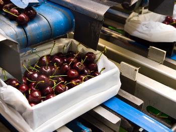 Key Focuses for Export Success Cold Chain Fruit growing is about getting all the simple things right