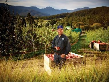 Tasmania s Competitive Advantages Tasmania s cool maritime climate allows us to supply hard red apples A reliable supplier year in year out with