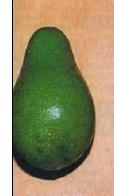 of the new Fuerte-type avocado