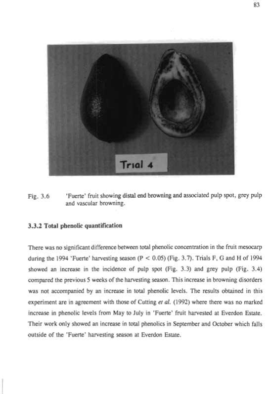 83 Fig. 3.6 'Fuerte' fruit showing distal end browning and associated pulp spot, grey pulp and vascular browning. 3.3.2 Total phenolic quantification There was no significant difference between total phenolic concentration in the fruit mesocarp during the 1994 'Fuerte' harvesting season (P < 0.