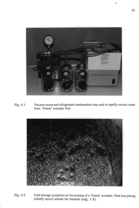 92 Fig. 4.1 Vacuum pump and refrigerated condensation trap used to rapidly extract water from 'Fuerte' avocado fruit. Fig. 4.2 Cold damage symptoms on the exocarp of a 'Fuerte' avocado.