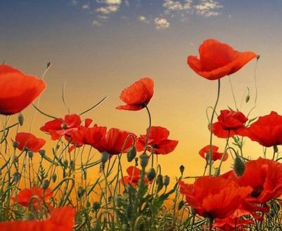 WEDNESDAY (24/4/2019) ANZAC DAY Morning tea: Fruit platter and assorted sandwiches (PK-2) Poppy flower wreaths or Medals (3-6) Making a soldier and writing a letter to the soldier Cooking: