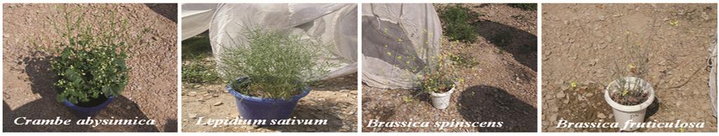 1204 NDAN J EXP BOL, DECEMBER 2014 Fig. 1 Wild crucifers resistant to mustard aphid. concentrations of lectins are probably associated with low aphid infestation in B. fruticulosa.